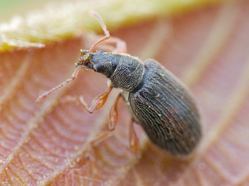 Phyllobius oblongus (Linnaeus, 1758)